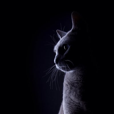 BellNoKotori's profile picture. 鍵アカで好きなコンテンツをみるのに使ってるよ(主にゲームと癒し系)。無言フォロー失礼します。