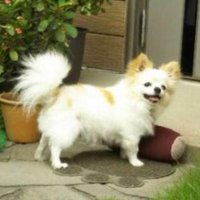 itowaca (@wamadowa) Twitter profile photo