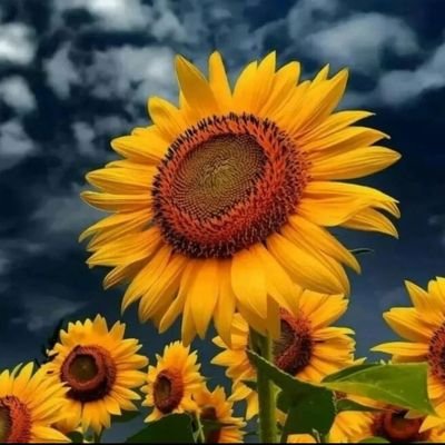 Welcome to @sunflower_fans We share daily #sunflower Contents

Follow us if you really love sunflower 🌻