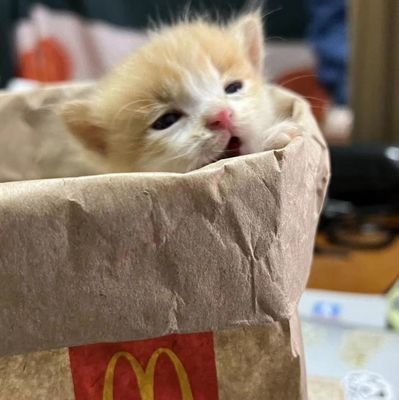 中国人/kpop博爱者,目前特别爱X:IN的五个小女孩!❤️(团粉🦦🐰🐱🦊🐯)/讨厌吵架/请和平友好的交流/你可以爱个人,但不要中伤任何一个人/准备精进韩语水平 能够准确的译制姑娘们的内容 所以暂停更新啦