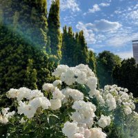 Lillian 𓂆 (@lillianali9) 's Twitter Profile