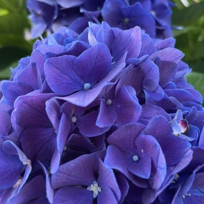 SengMarla's profile picture. 