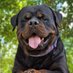 Rottweiler lovers Club (@rottweiler50921) Twitter profile photo Rottweiler lovers Club (@rottweiler50921) Twitter profile photo
