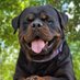 Rottweiler lovers Club (@Rottweiler50921) Twitter profile photo