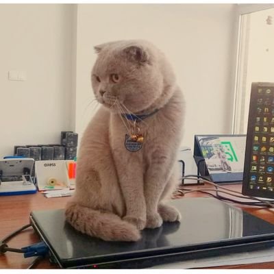 Araz_Nurettin's profile picture. 