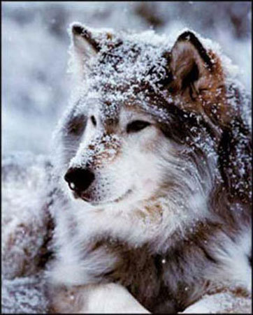 Yuki_Alaska's profile picture. 