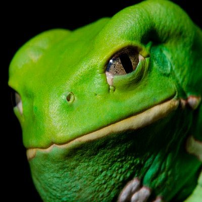 Waxy_MonkeyFrog's profile picture. Croak.