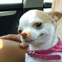 memeteether's profile picture. 🤪Dive into the memeiverse with us and discover a galaxy of laughter. 🚀