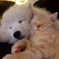 Cute Animals (@qutieanimals) 's Twitter Profile