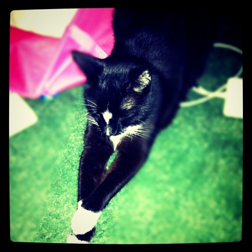 SeismoGrapf's profile picture. I'm a cat. I don't haz or can haz or any of that kittenish bullshit. I'm a god damned cat, I do god damned cat things, and I go on about my business. Deal.