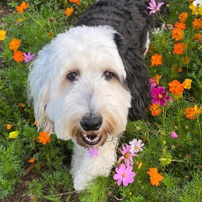 Minnie is a 4 year old F1 Sheepadoodle. Sheepdog father, Poodle mother.