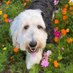 Minnie the Sheepadoodle (@minnie_doodle) Twitter profile photo