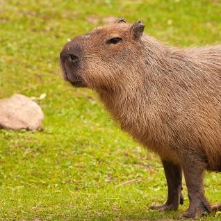 WilyCapybara Profile Picture