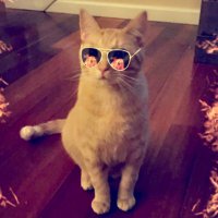 DillyBean (@dillybean29) 's Twitter Profile