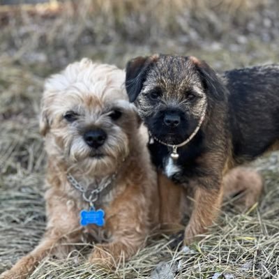 Iz Cosmo and my new sisfur Suki…wez live in the NWT🇨🇦 hoomum calls me mr.handsome,frisky bottoms, my sisfur iz driving me cwazy. iz proud #BTposse member 🐾