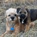 Cosmo & Suki carrot tail the BT ๐พ๐ฅ (@cosmocarrottail) Twitter profile photo Cosmo & Suki carrot tail the BT ๐พ๐ฅ (@cosmocarrottail) Twitter profile photo
