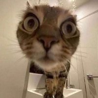 Karman Çorman (@_karmancorman) 's Twitter Profile