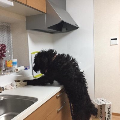 He is a Bouvier des Flandres from Flanders, Belgium.