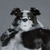 Amarok Boof (@amarokbstudio) Twitter profile photo Amarok Boof (@amarokbstudio) Twitter profile photo