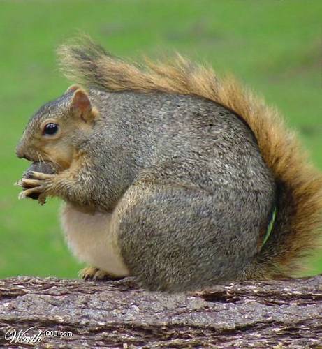 timsquirrel's profile picture. Hi i'm Tim, I'm an Eastern Gray Squirrel with a bushy tail. I love the newspaper...and nuts.