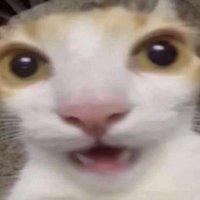 MegaBorred (@megaborred) 's Twitter Profile Photo