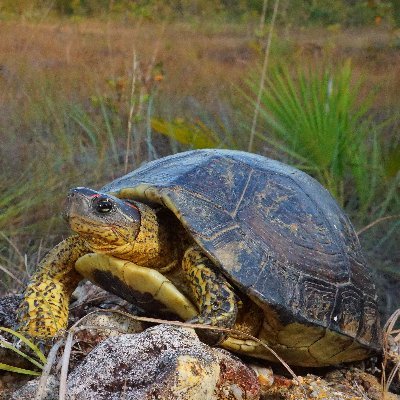 Advancing the conservation of wildlife and wild lands in Belize through research, education, and outreach