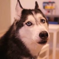 Good Doggos 🐶(@dogvideosdaily) 's Twitter Profile Photo