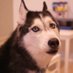 Good Doggos 🐶 (@dogvideosdaily) Twitter profile photo