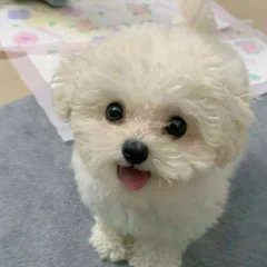 MDgZb2a8WQiMGnu's profile picture. Life itself will bring you pain, your responsibility is to create joy