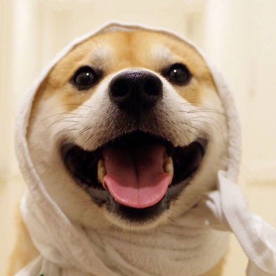 tweets_doggos Profile Picture