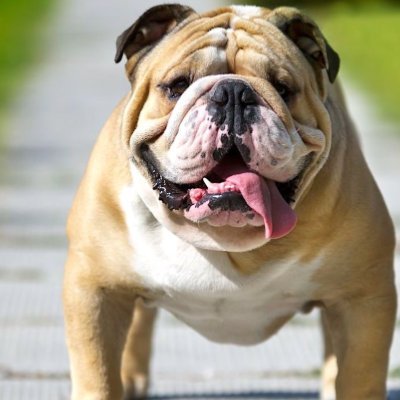 Welcome to 
#Bulldog fans community🐕
🐕 We share daily #bulldog content🐕
Follow us if you really love❤️ #bulldog 🐕
#Bulldog happiness!