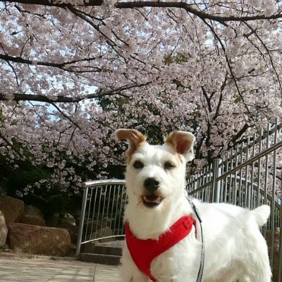 北の国の秋田犬
3歳の秋田犬タケルを中心に、
秋田犬の可愛さは？ 紹介します（笑）
#秋田犬 #犬 #日本 #秋田犬 #japanesedog
Twitter初心者すぎてよくわかりません（汗）
過去の動画も少しずつ投稿していきます😊