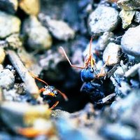 retasu_ants (@retasu_ants) 's Twitter Profile Photo