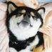 dogetipping