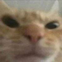 SpongeBoobie (@sporklebob) 's Twitter Profile