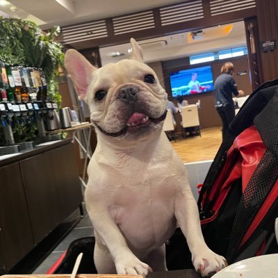 rosee_ko's profile picture. #XJAPAN #フレンチブルドッグ #ブリティッシュショートヘア