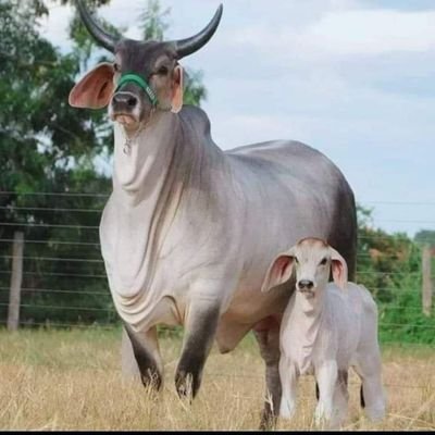 bhushan_gudmeti's profile picture. 🚩 कट्टर सनातनी ⚔️,
धर्मो रक्षति रक्षितः 🚩
Mechanical Engineer,
hard Petrol Head, 
Car Enthusiast, Die Hard SSRian. Will fight justice for SSR till my breathe.