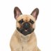 French Bulldog Lovers (@Frenchie_fans) Twitter profile photo
