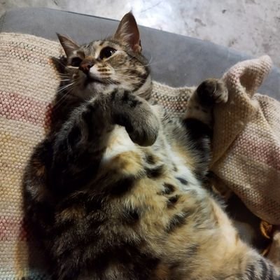 YO no sé lo que es el destino, caminando fui lo que fui 🥰🐒🐶🐱
