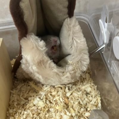 usagistitch's profile picture. ( 。∀ ﾟ)にゃんこ好きー！( 。∀ ﾟ)