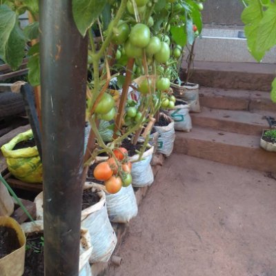 A platform that shares innovative ideas about sustainable urban farming practices, esp. focusing on Women & Youth in the context of addressing Climate Change.