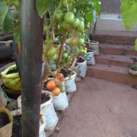 Uwera Urban Farmers Initiative Ltd(@Uwerauganda) 's Twitter Profile Photo