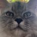 WINNER | ◡̈ Ꮤ | Cat Mom (@winnerowba) Twitter profile photo WINNER | ◡̈ Ꮤ | Cat Mom (@winnerowba) Twitter profile photo