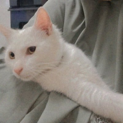 raraarshad_'s profile picture. 