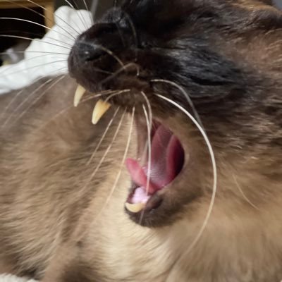 ﾋ ｶ ﾙさんのプロフィール画像