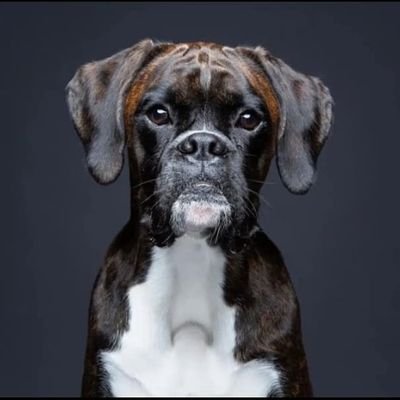 boxer_hub Profile Picture