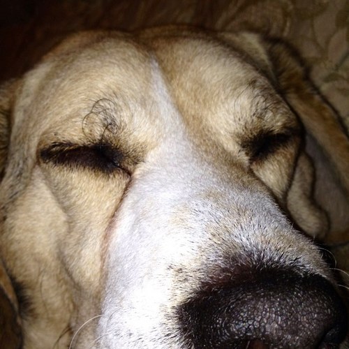 dollyshair's profile picture. 