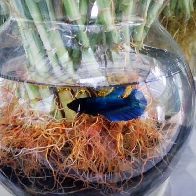 Wongbagos29's profile picture. 