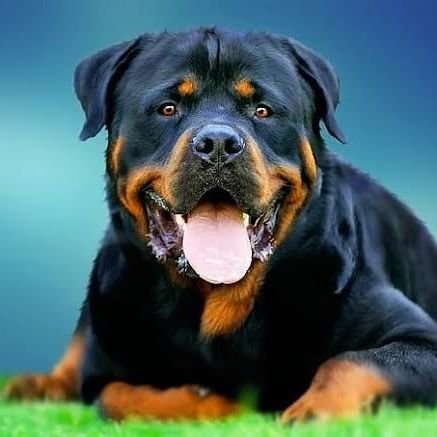 👉 Welcome to @rottweiler7633 🐕we share daily #Rottweiler Contents 🐾 Follow us if you really love rottweilers