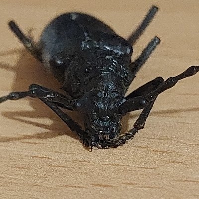 ElenaObradovic1's profile picture. Zoology undergrad at the University of Sheffield